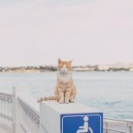 Cestování s kočkou: tipy a doporučení pro to, aby byl zážitek z cestování příjemný pro všechny zúčastněné